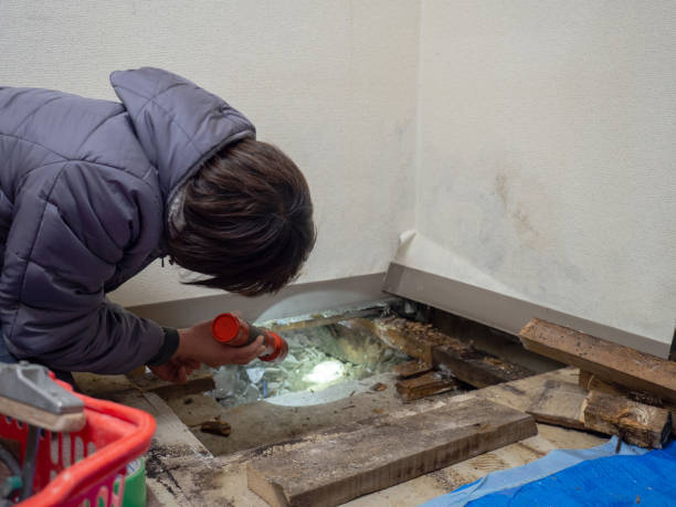 Best Mold Remediation for Healthcare Facilities  in El Portal, FL