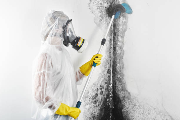 Best Mold Damage Restoration  in El Portal, FL