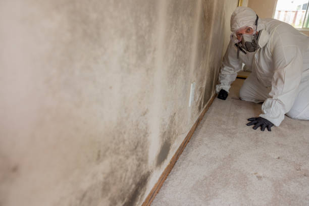 Best Environmental Consulting for Mold Prevention  in El Portal, FL